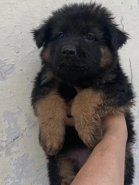 Extreme Quality German Shepherd Pups