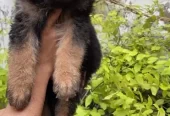 Extreme Quality German Shepherd Pups