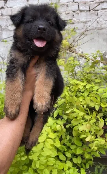 Extreme Quality German Shepherd Pups