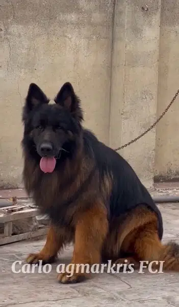 Extreme Quality German Shepherd Pups