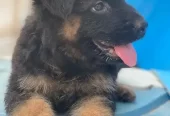 Extreme Quality German Shepherd Pups