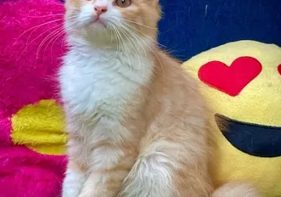 373025232-800×600-1