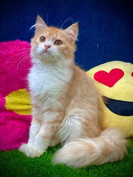 persian Beautiful Male kitten