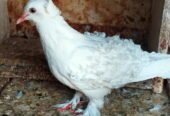 Budapest breeder pair for sale
