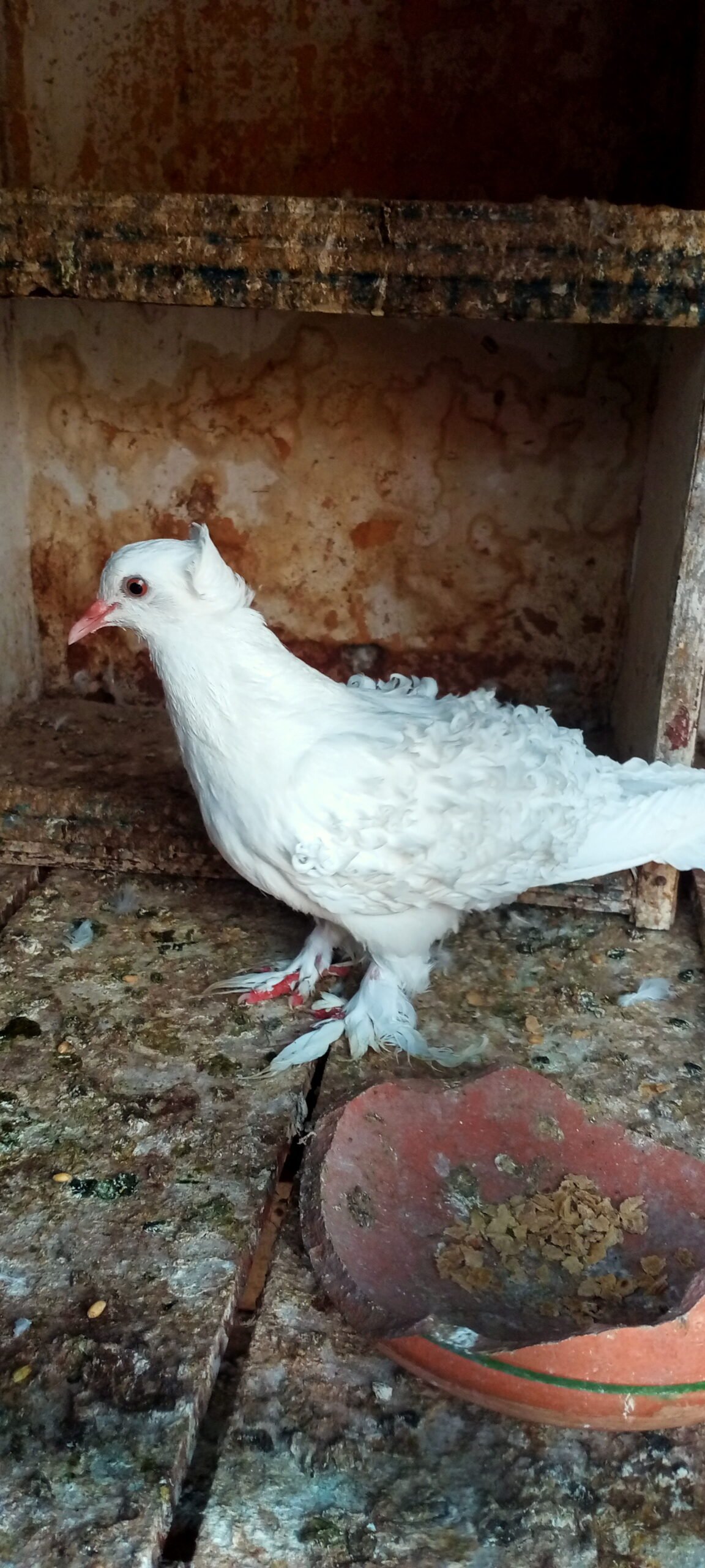 Budapest breeder pair for sale