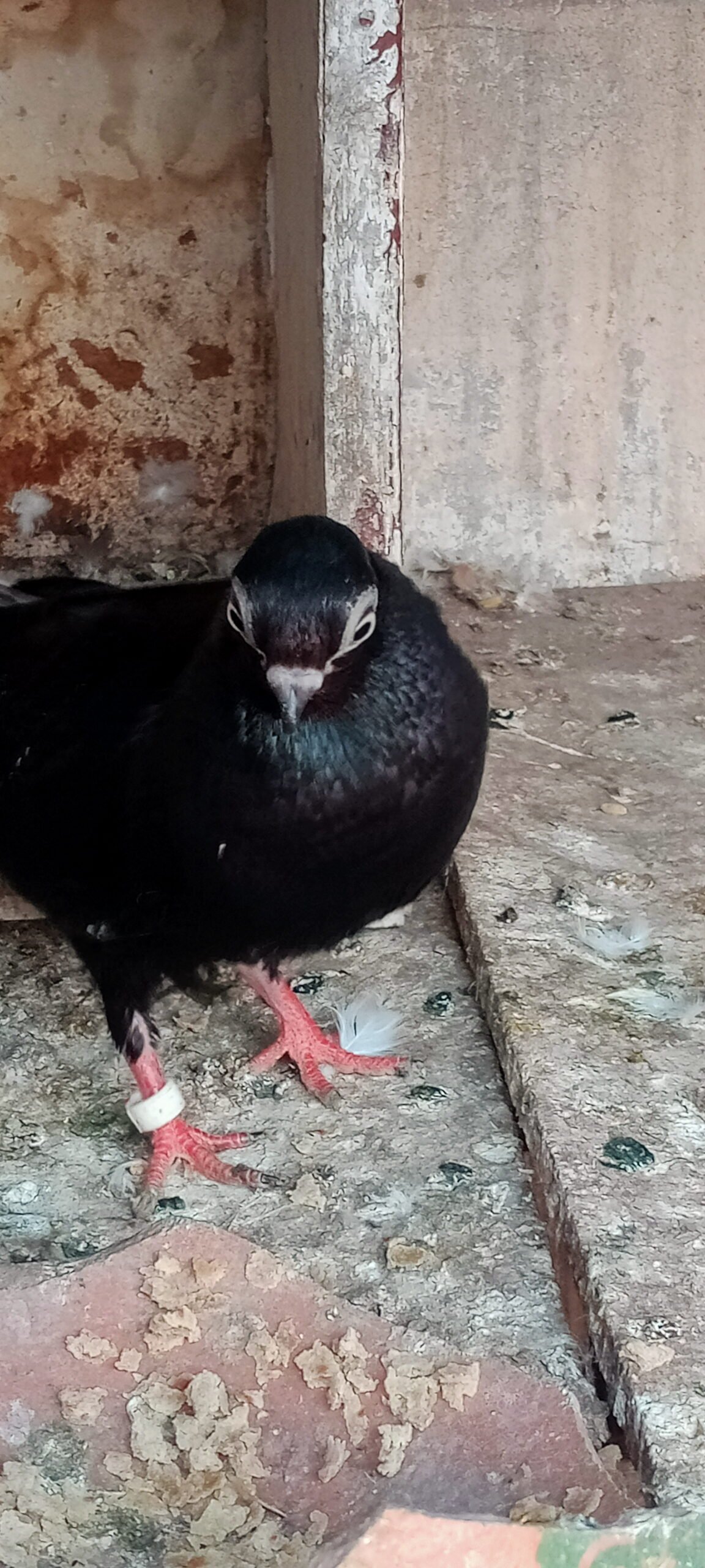 Budapest breeder pair for sale