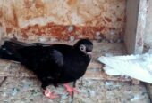 Budapest breeder pair for sale