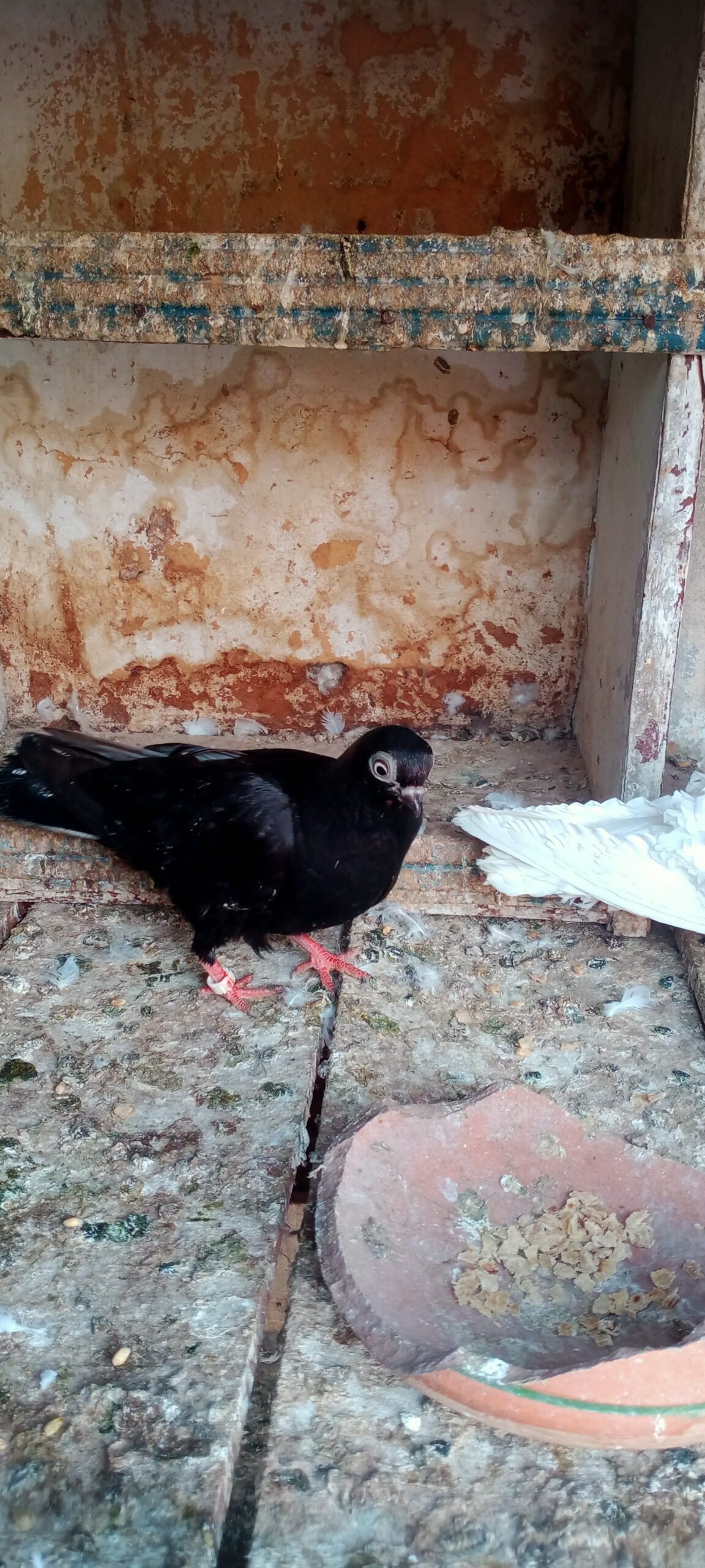 Budapest breeder pair for sale
