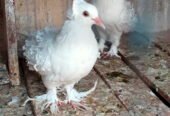 Budapest breeder pair for sale