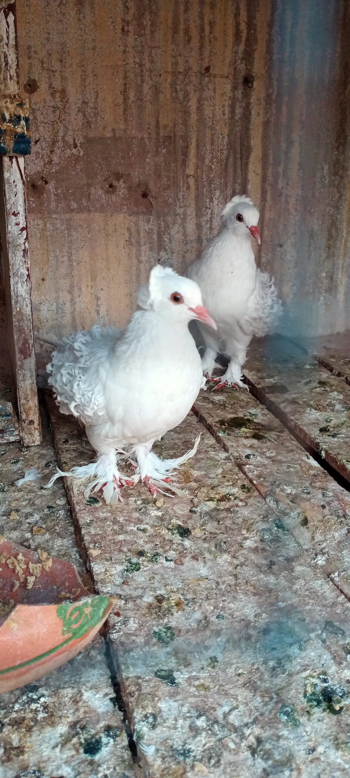 Budapest breeder pair for sale