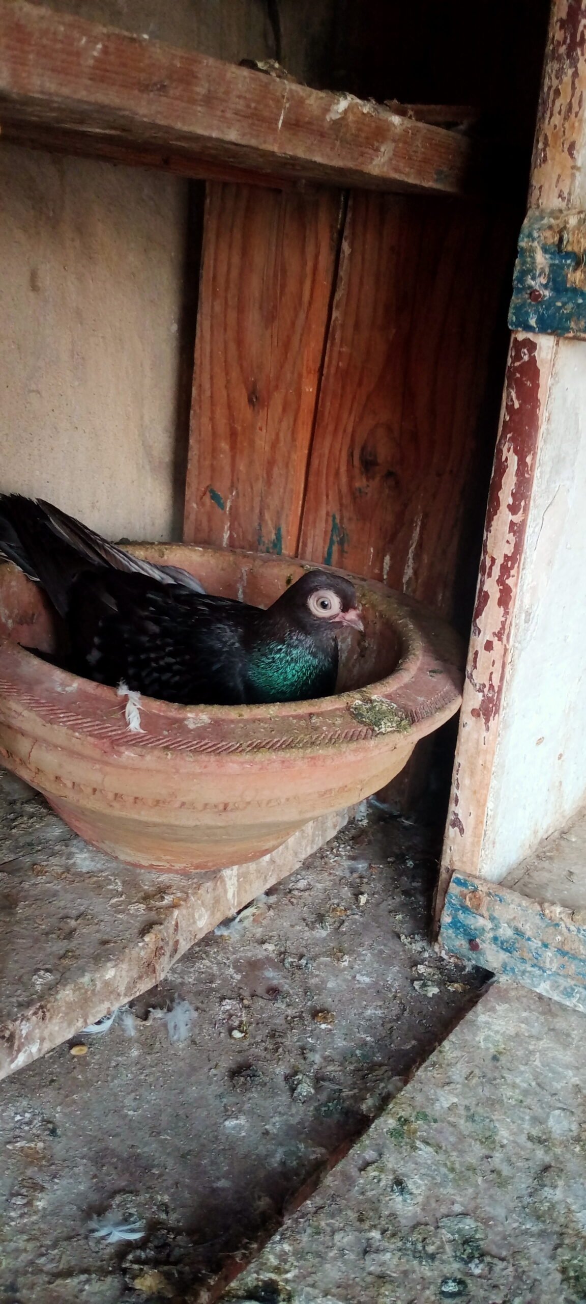 Budapest breeder pair for sale