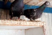 Budapest breeder pair for sale