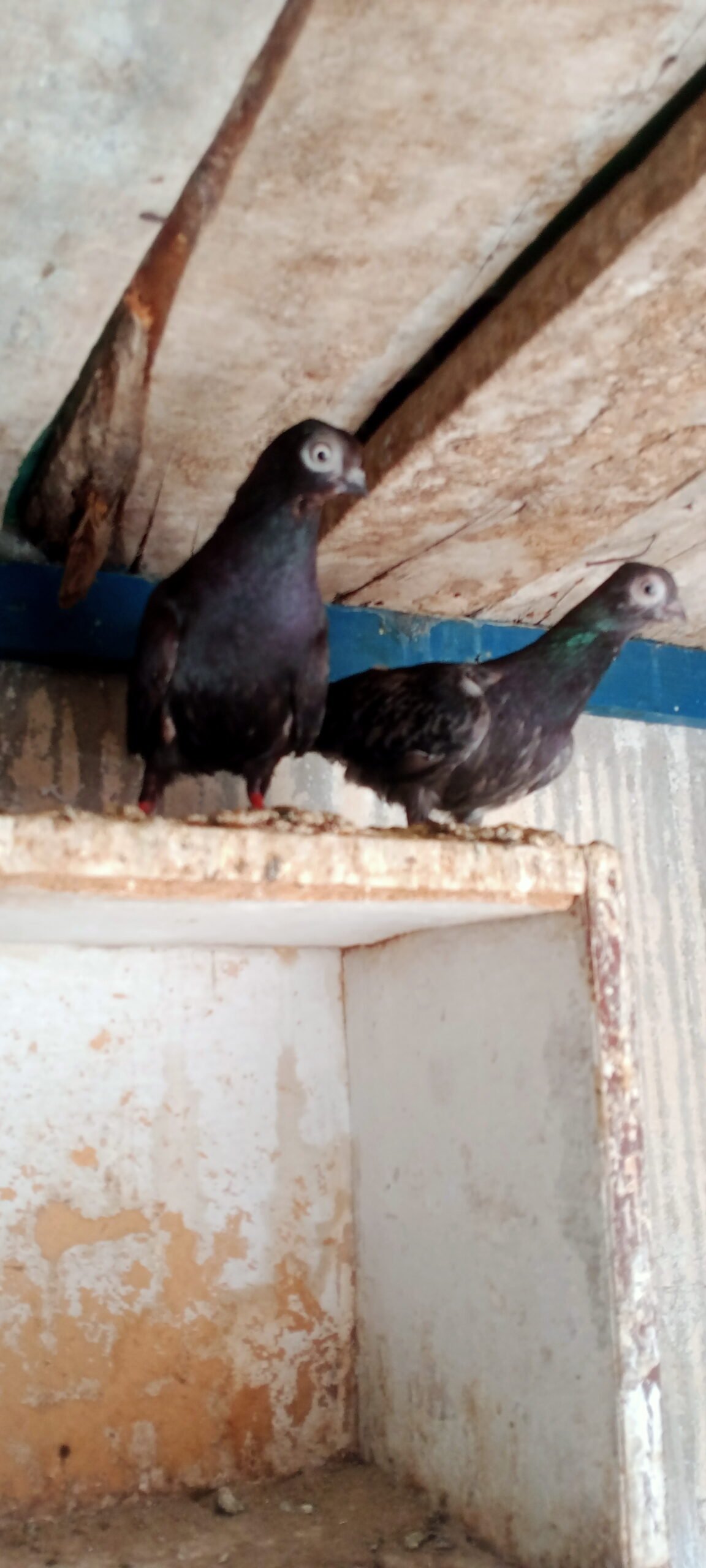 Budapest breeder pair for sale